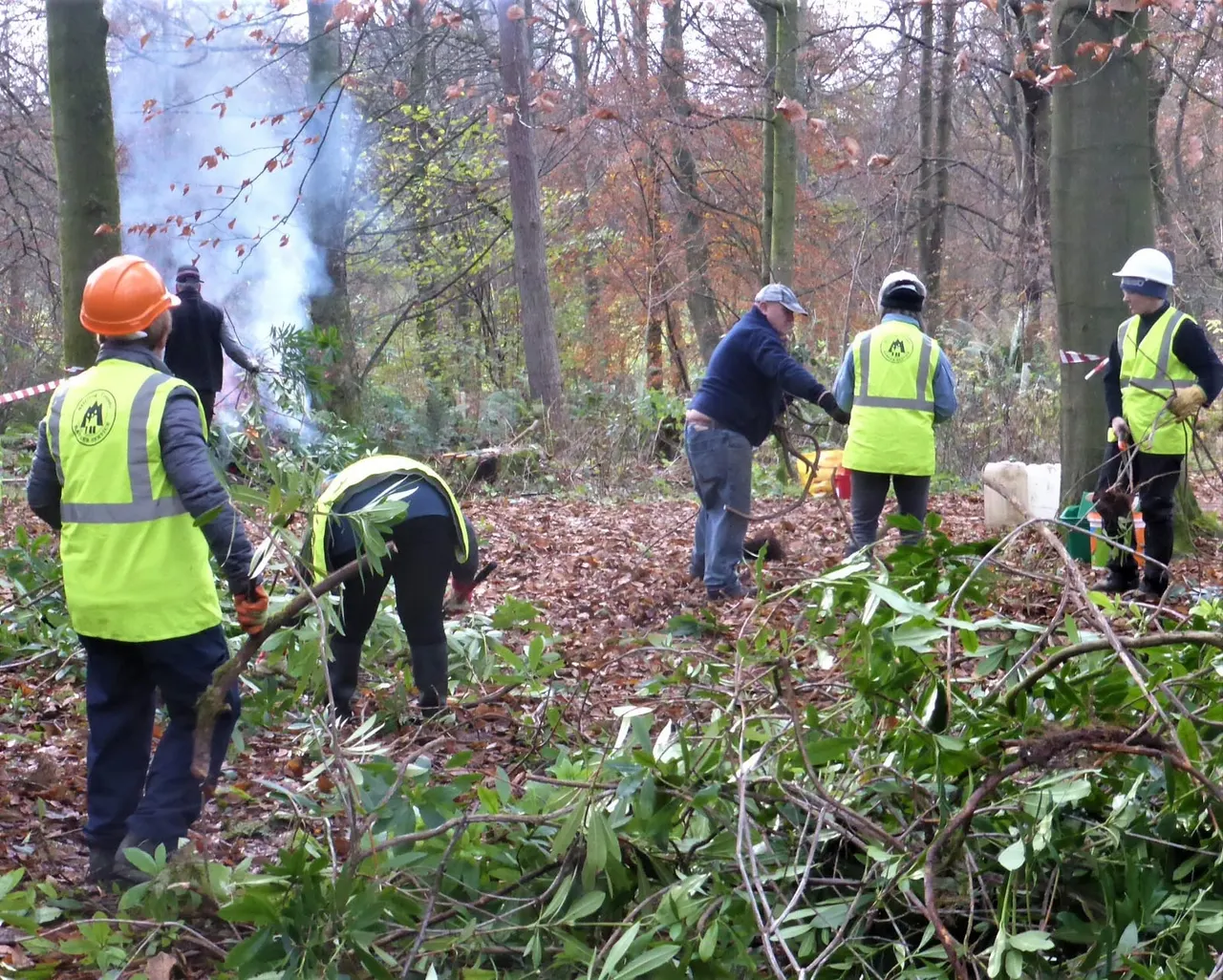 Workers in high-visibility vests and hard hats clearing vegetation and undergrowth in a woodland area during autumn.