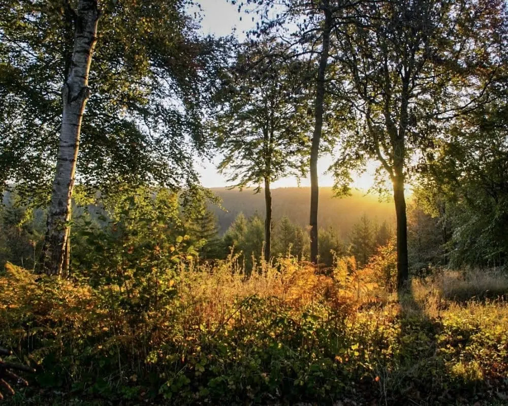 Sunlit forest clearing with tall trees and golden undergrowth, hills visible in the distance.