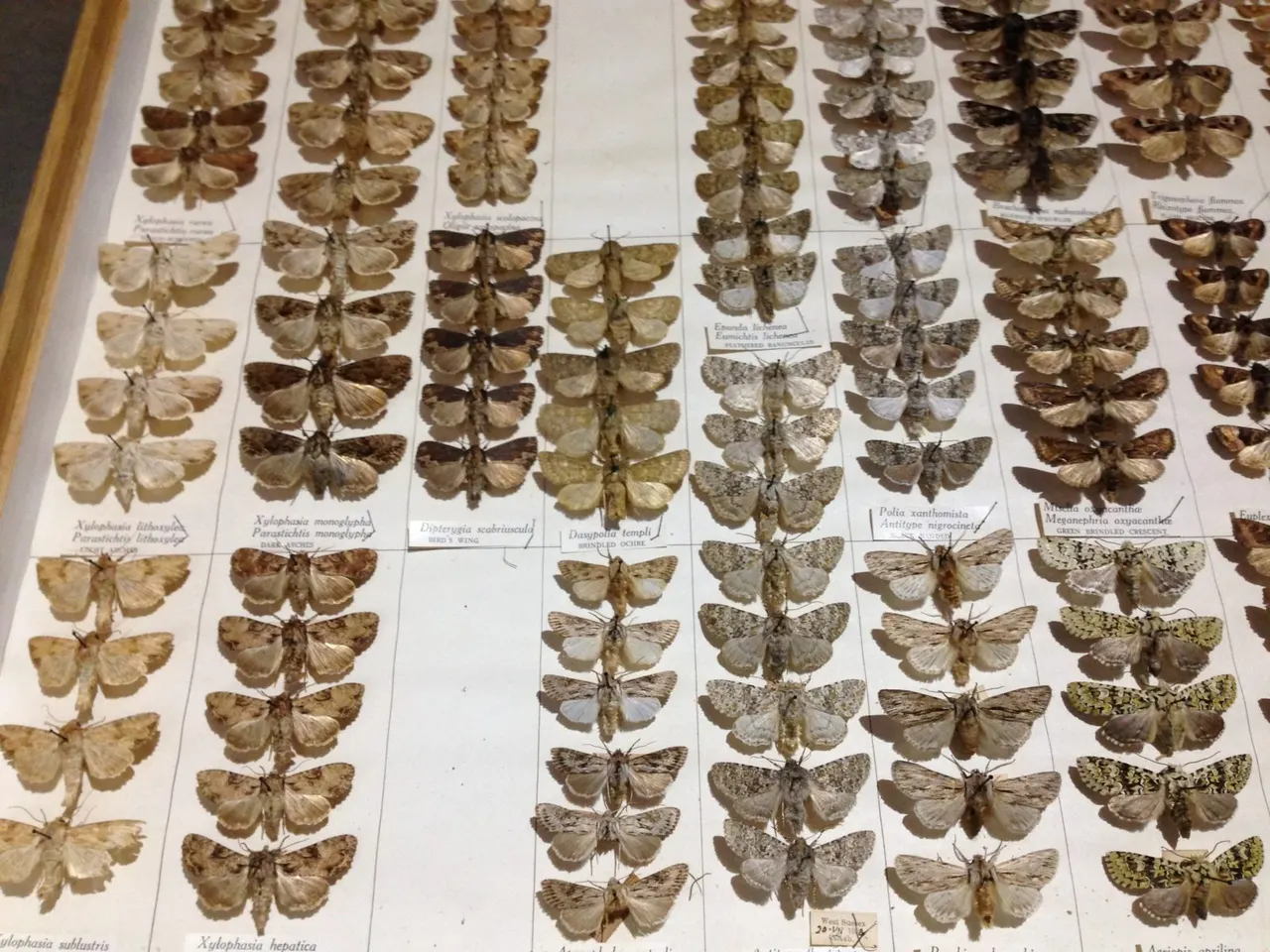 Museum display of preserved moth specimens pinned and arranged in vertical columns on white cards with identifying labels.
