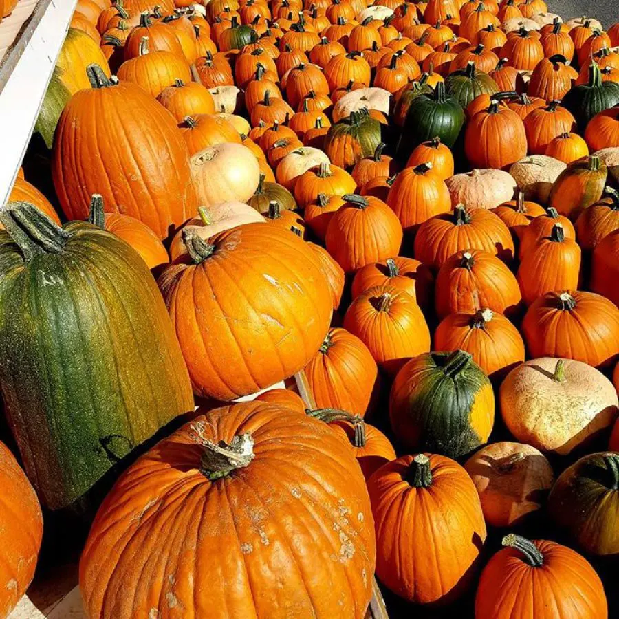 Large collection of pumpkins in various sizes and colours displayed together outdoors.