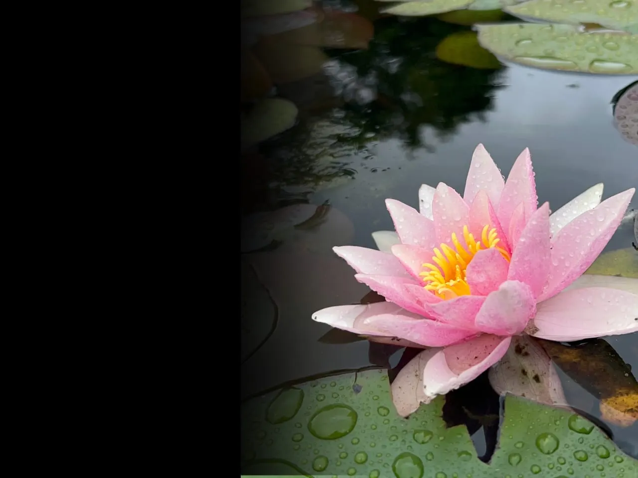 Pink water lily with yellow centre floating on pond amongst lily pads.