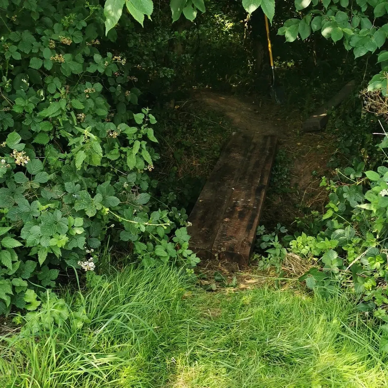 Narrow wooded path bordered by lush green vegetation and flowering shrubs leading into dappled woodland.