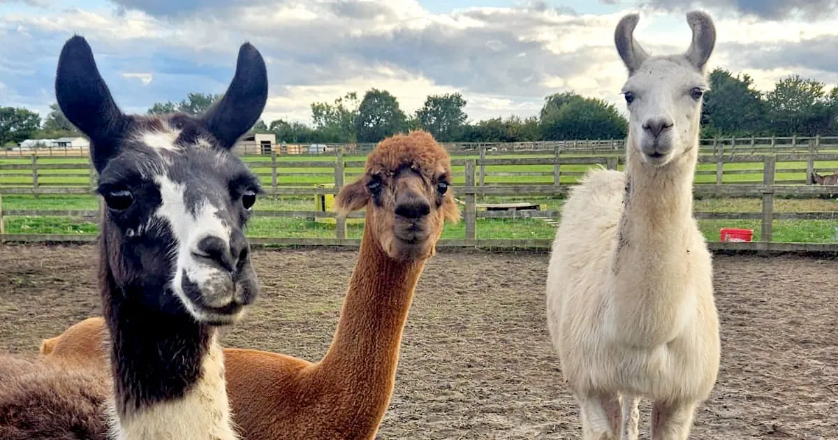 Three llamas standing in a paddock with wooden fencing and green fields behind them.