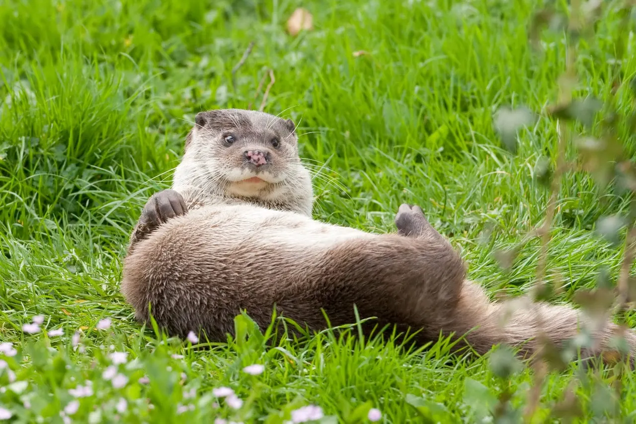 Otter resting on grass with small white flowers, looking towards camera.