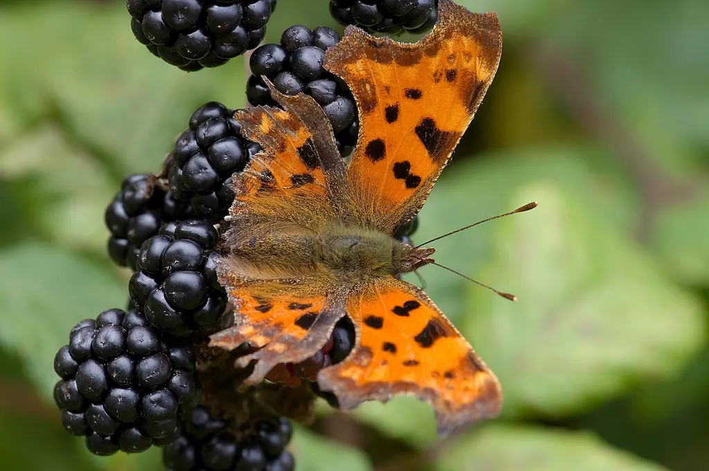 Orange and black spotted butterfly feeding on blackberries against blurred green foliage.