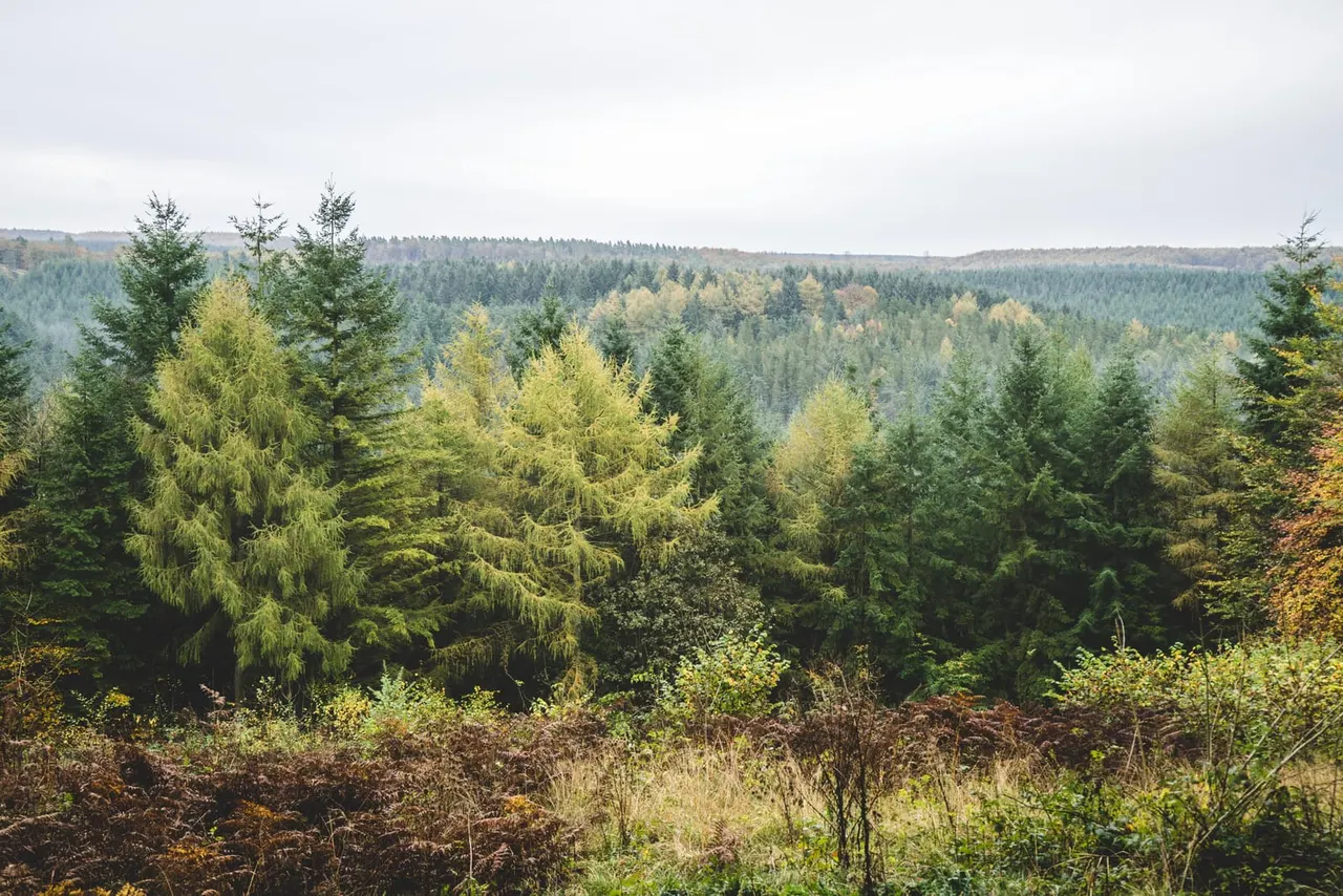 Woodland & Forest in York