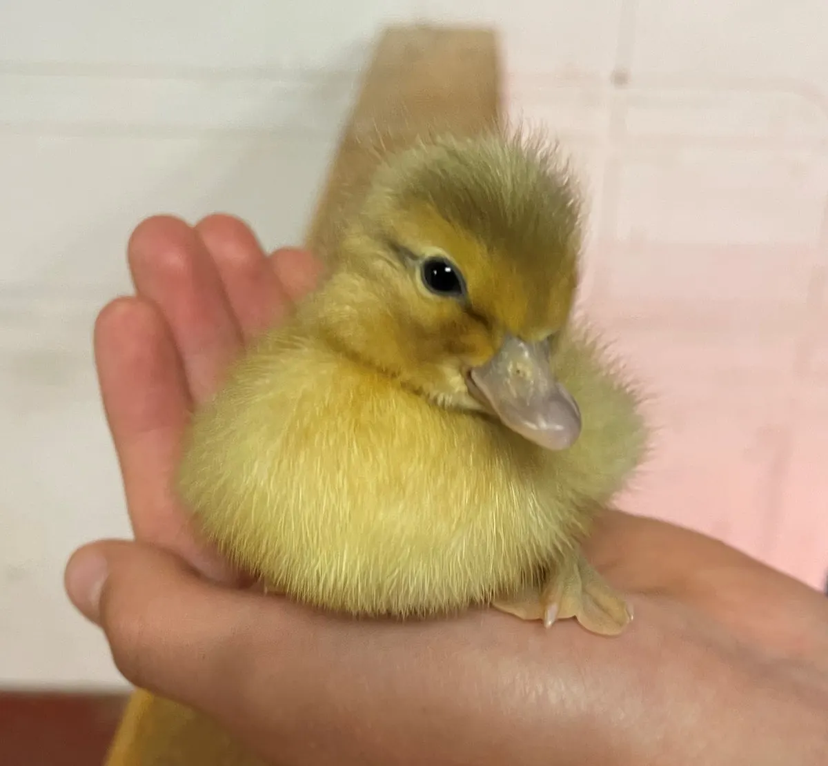 A young duckling being held in someone's hands against a pale background.