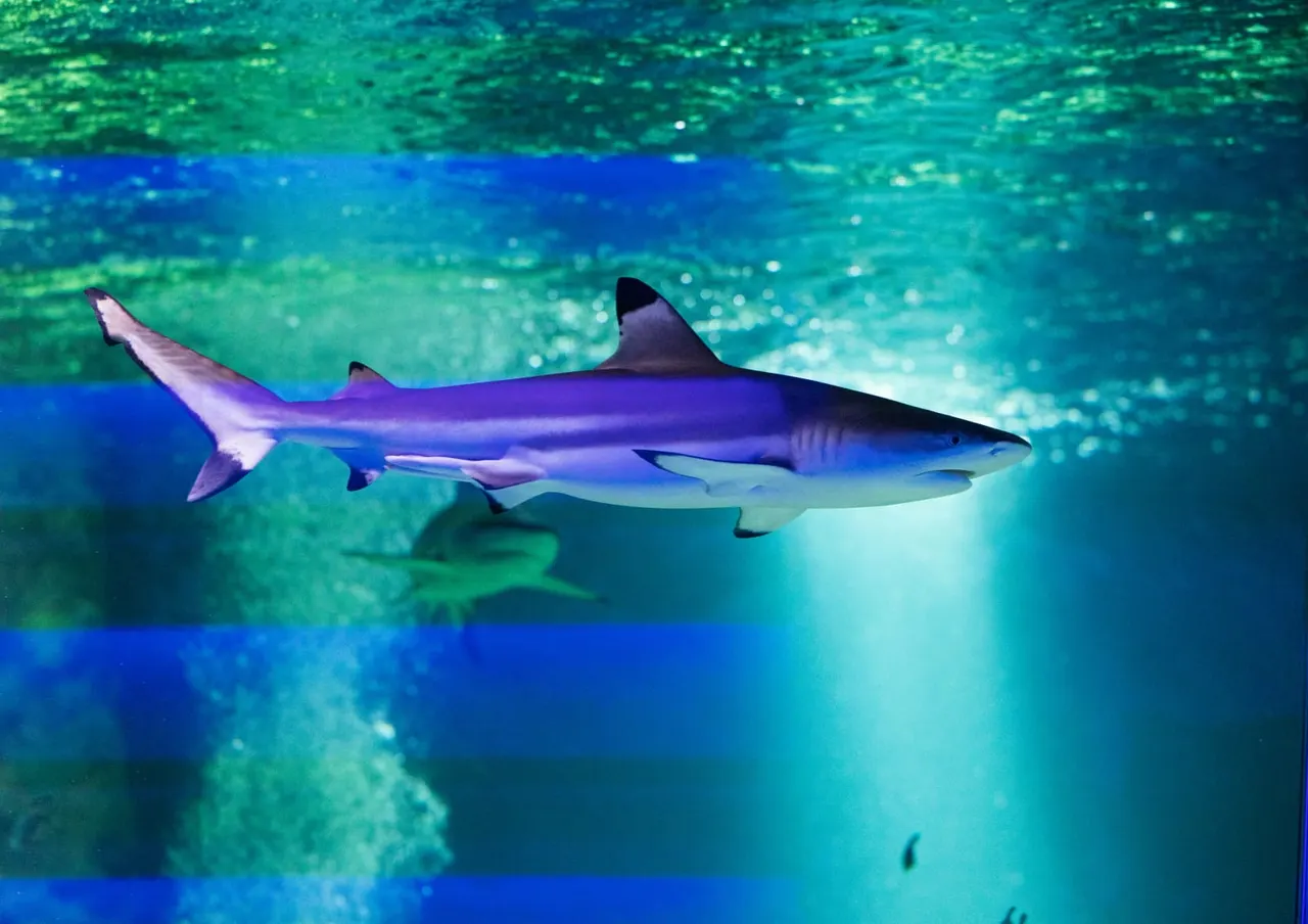 A shark swimming underwater in clear turquoise water with sunlight filtering through from above.
