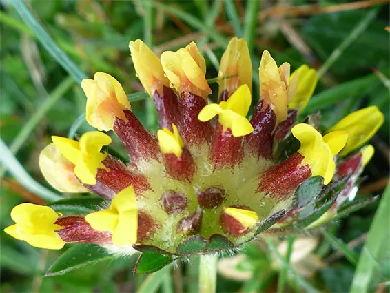 Close-up of a clustered wildflower with yellow petals and deep red-purple markings, surrounded by green foliage.