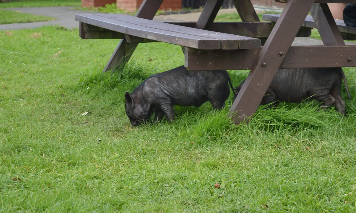 Piglets at Rising Sun Farm