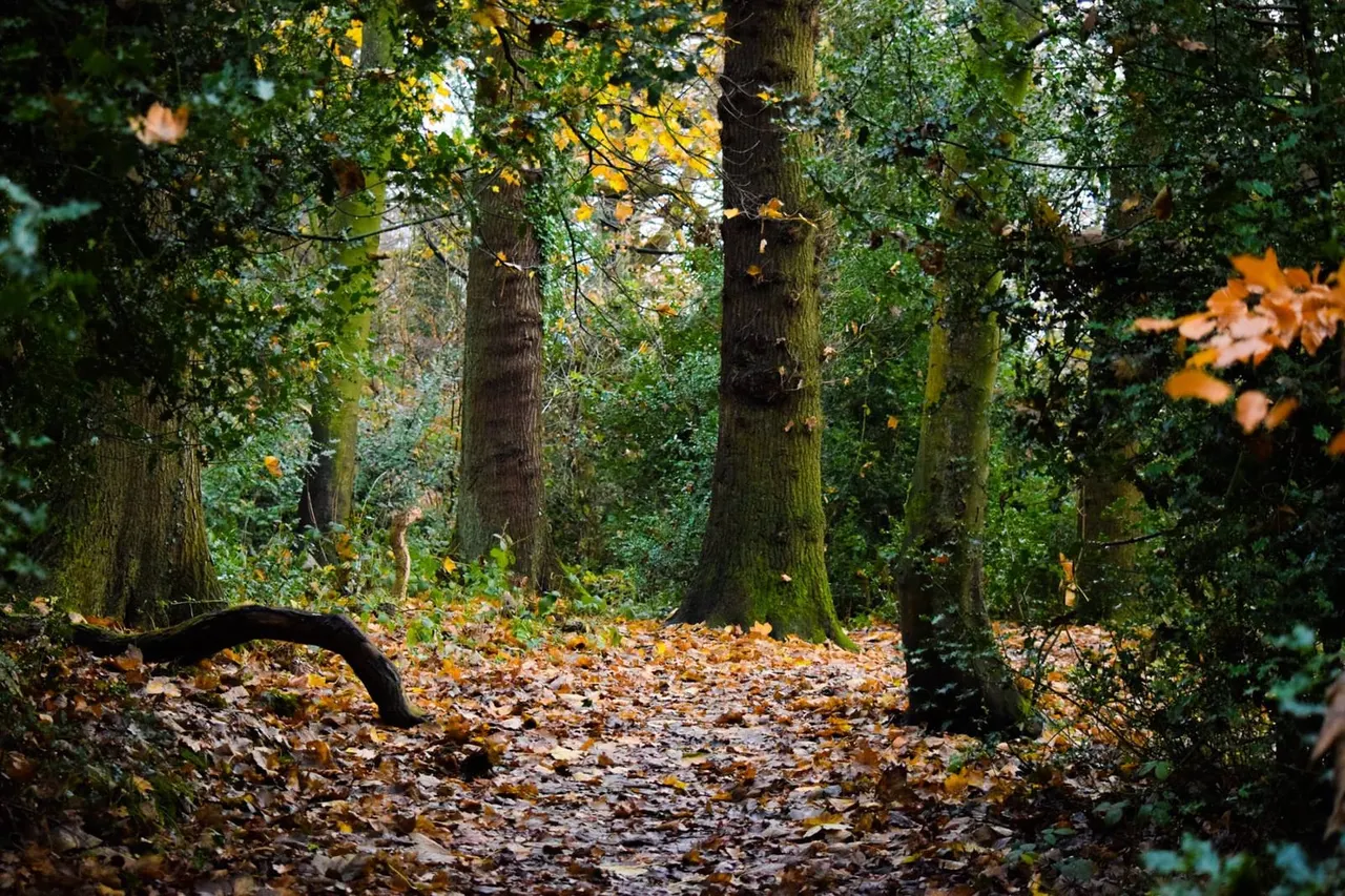 Woodland path in autumn with tall trees, fallen leaves, and green undergrowth.