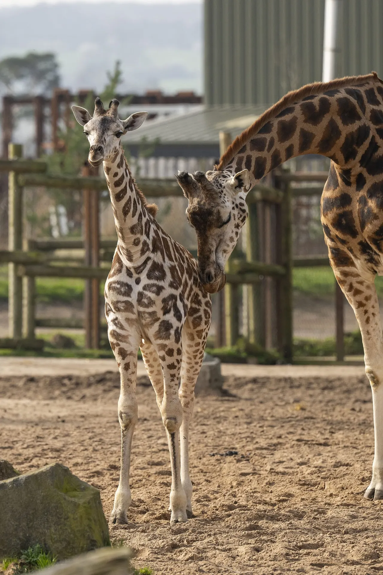 Young giraffe standing in an enclosure with adult giraffes, farm buildings visible in the background.