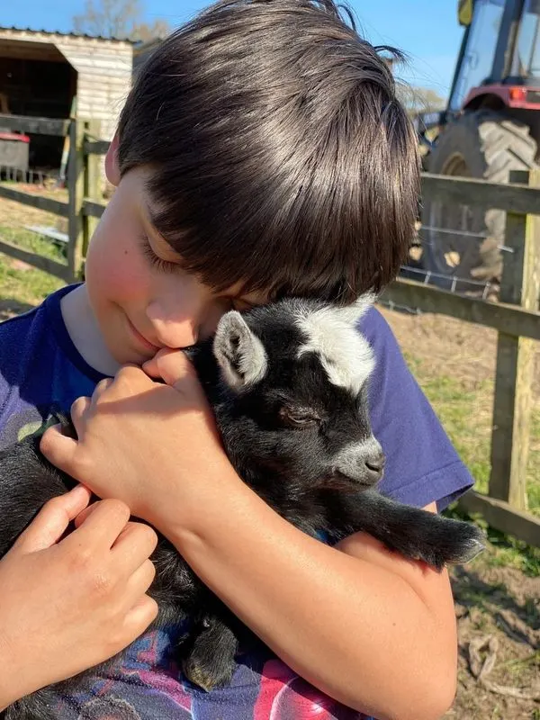 Child holding and cuddling a young black and white goat at a farm.