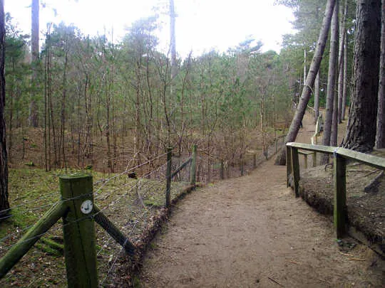 A woodland path with wooden railings leading through coniferous trees.