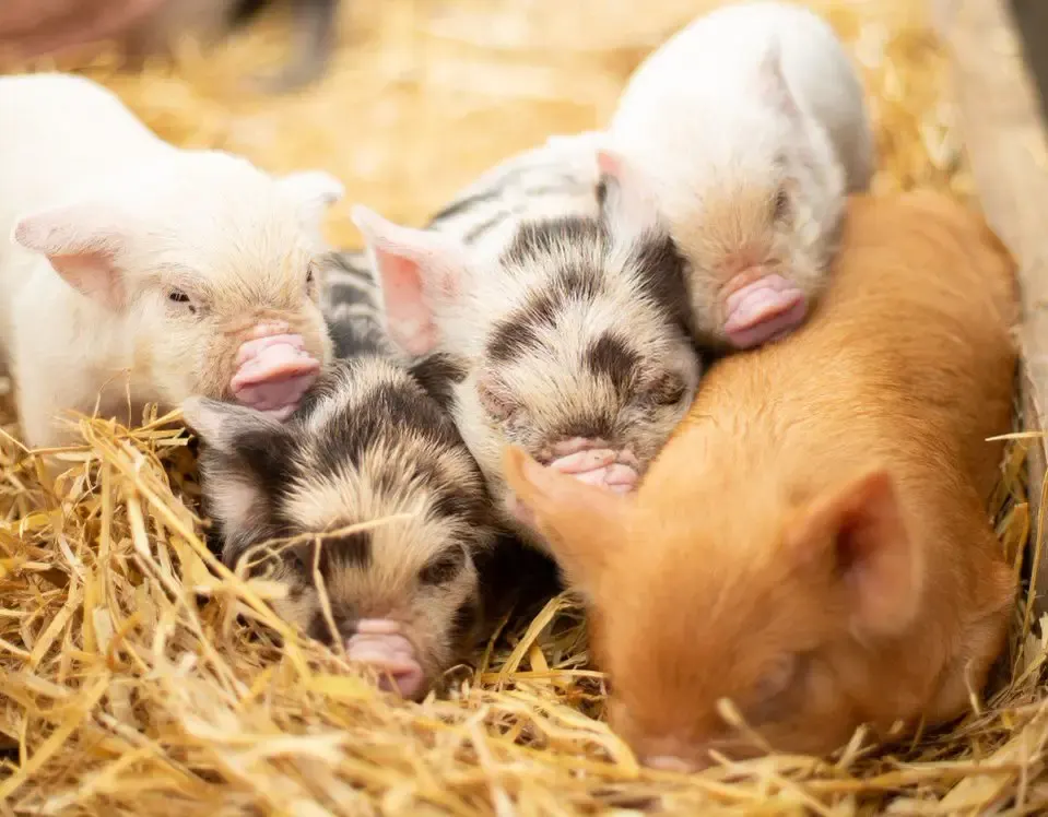 Young piglets in various colours resting on straw bedding in a farm enclosure.