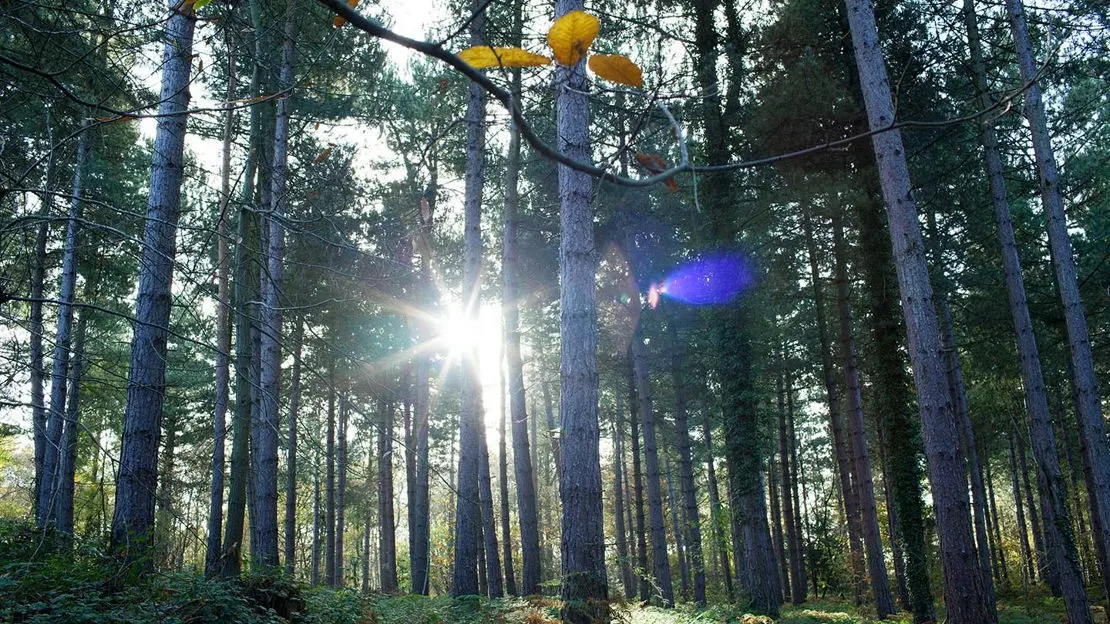 Dense forest of tall trees with bright sunlight streaming through the canopy and a figure on a zipline with blue lighting effects.