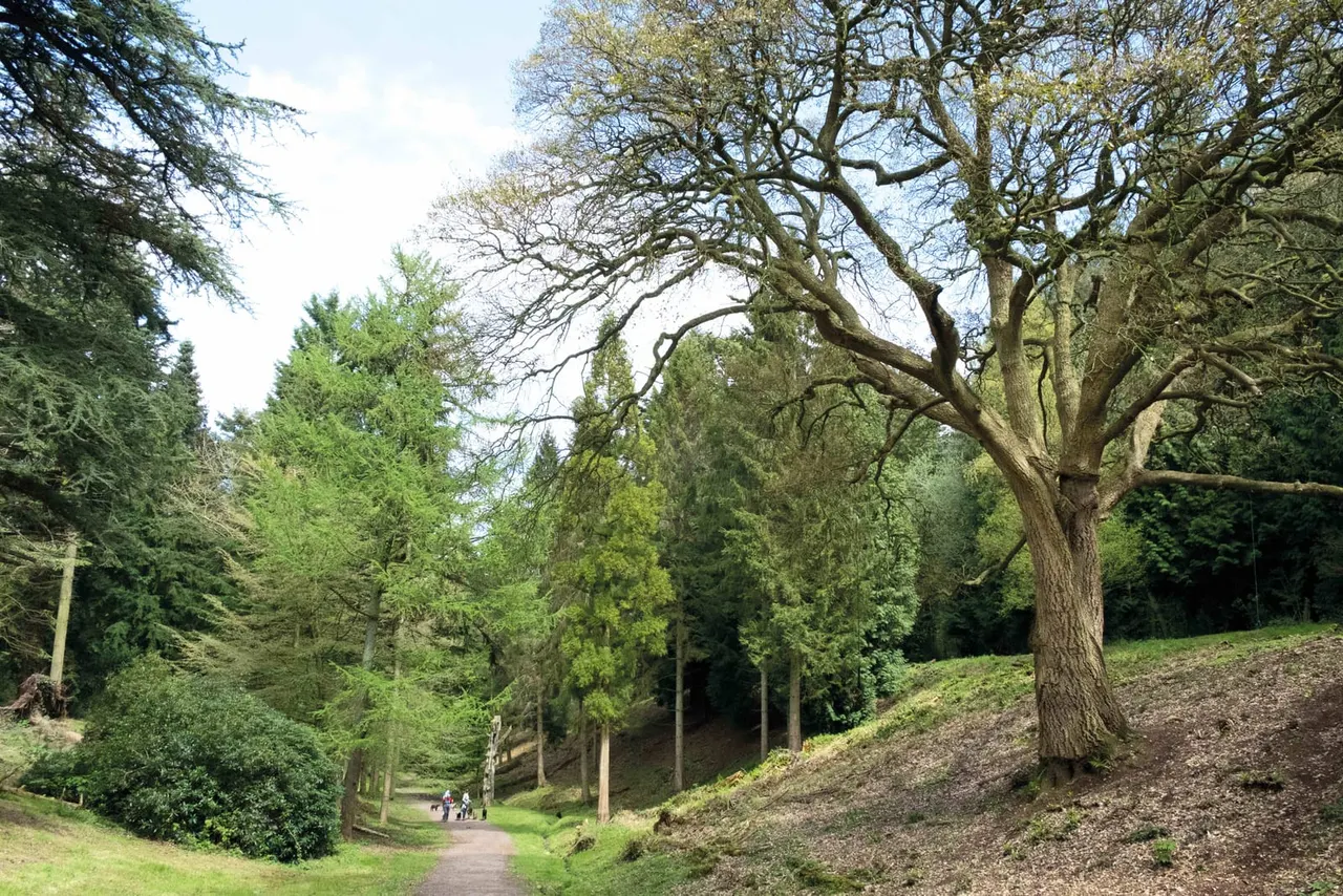 Woodland path with visitors walking between tall trees on a hillside in spring.