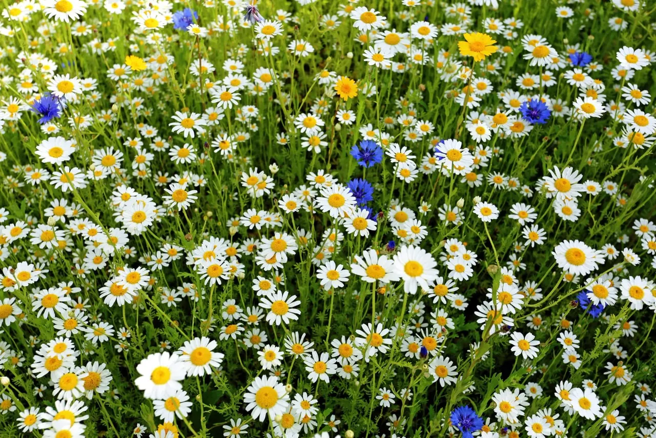 Meadow filled with white daisies, yellow dandelions and blue cornflowers in green grass.