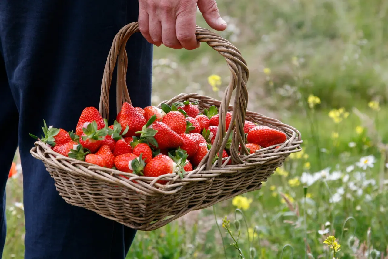 Person holding a wicker basket full of freshly picked strawberries in a field.