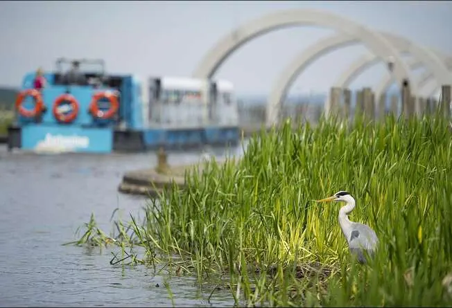 A large wading bird stands in shallow water among reeds, with a blue barge and white arched bridge visible in the background.