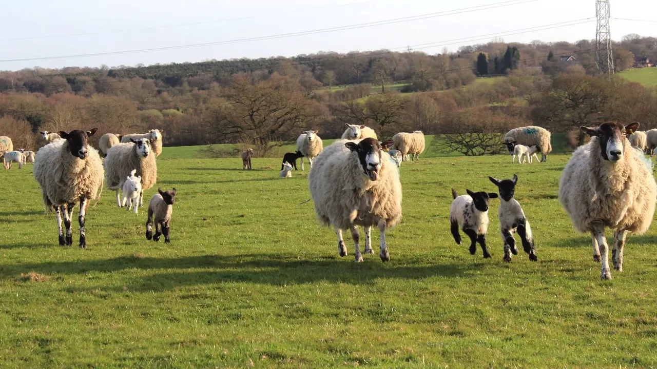 Herd of sheep grazing in a green pasture with woodland and hills in the background.