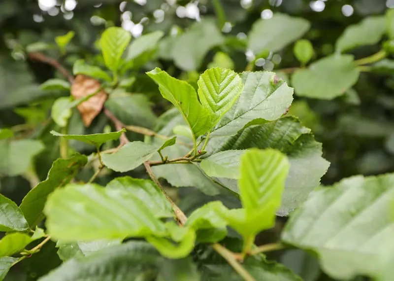 Close-up of fresh green leaves with water droplets on branches in woodland.