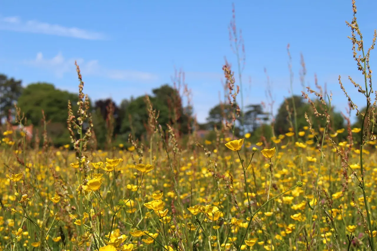 Yellow buttercups and grasses in a meadow with trees lining the horizon under clear blue sky.
