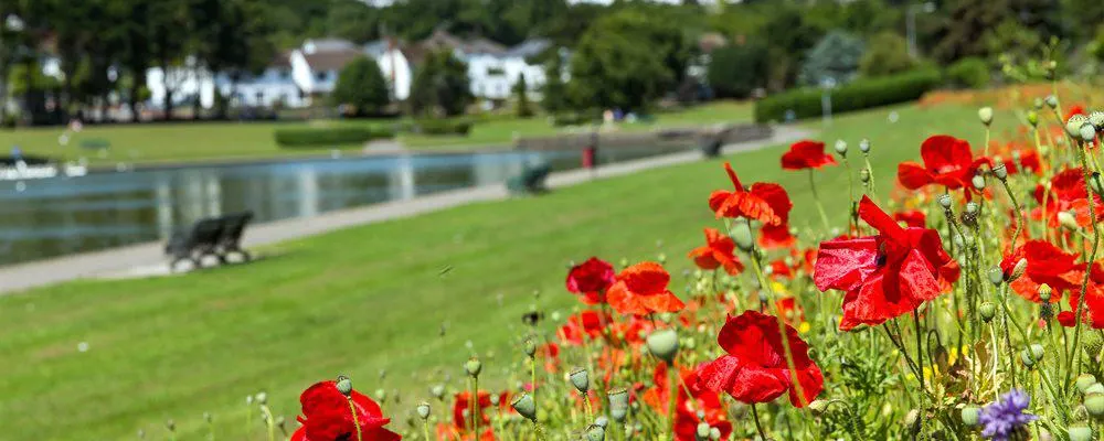 Red poppies in bloom with a grassed leisure area, waterside path and houses visible beyond.