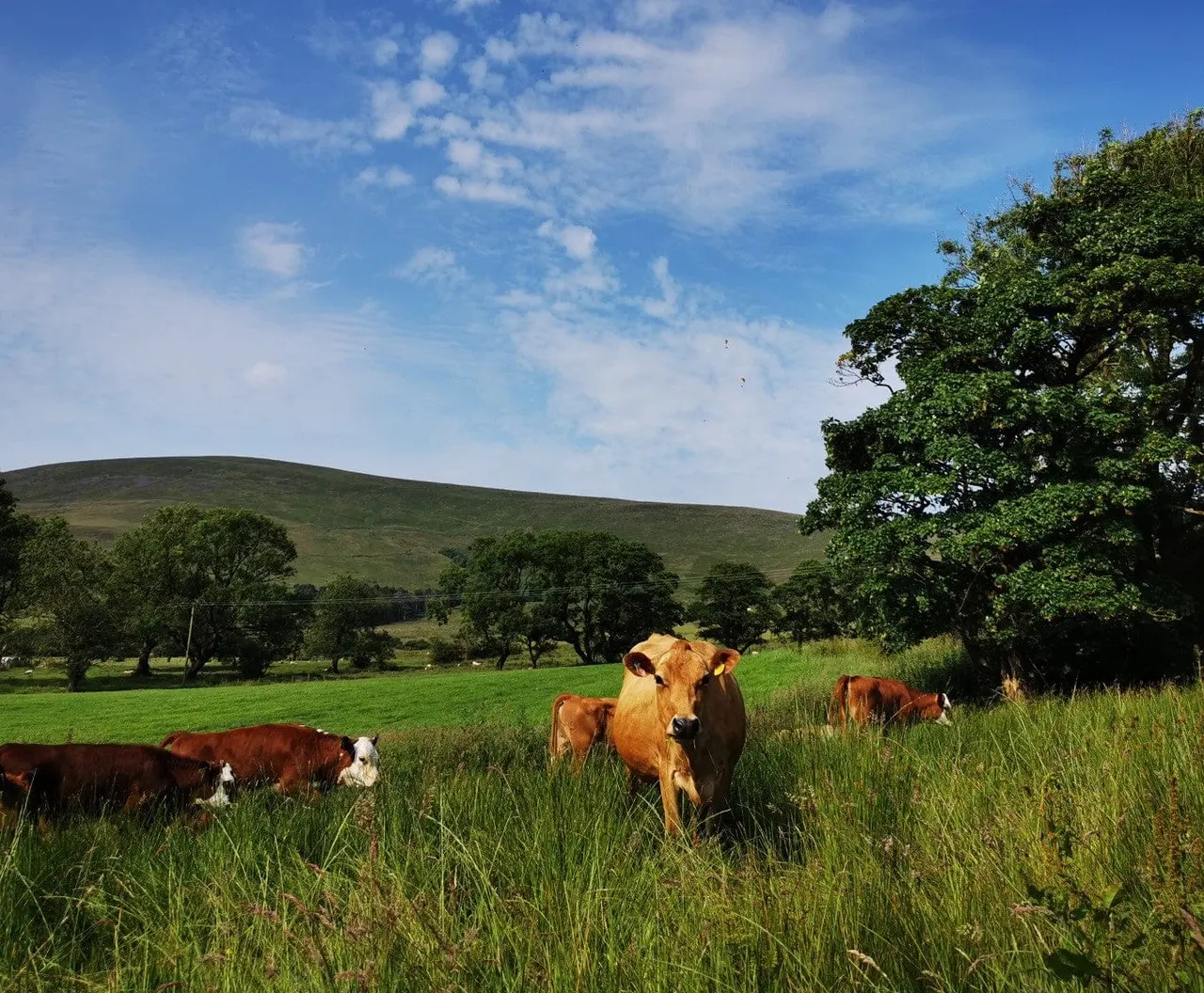 Cattle grazing in a green pasture beneath rolling hills with scattered trees under blue sky.
