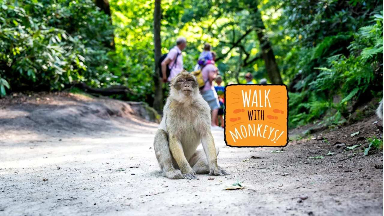 Family day with free-roaming macaques
