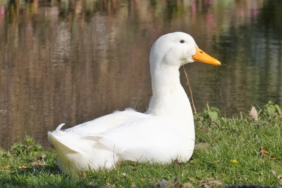 White duck with orange bill resting on grass beside a pond with reedy vegetation.