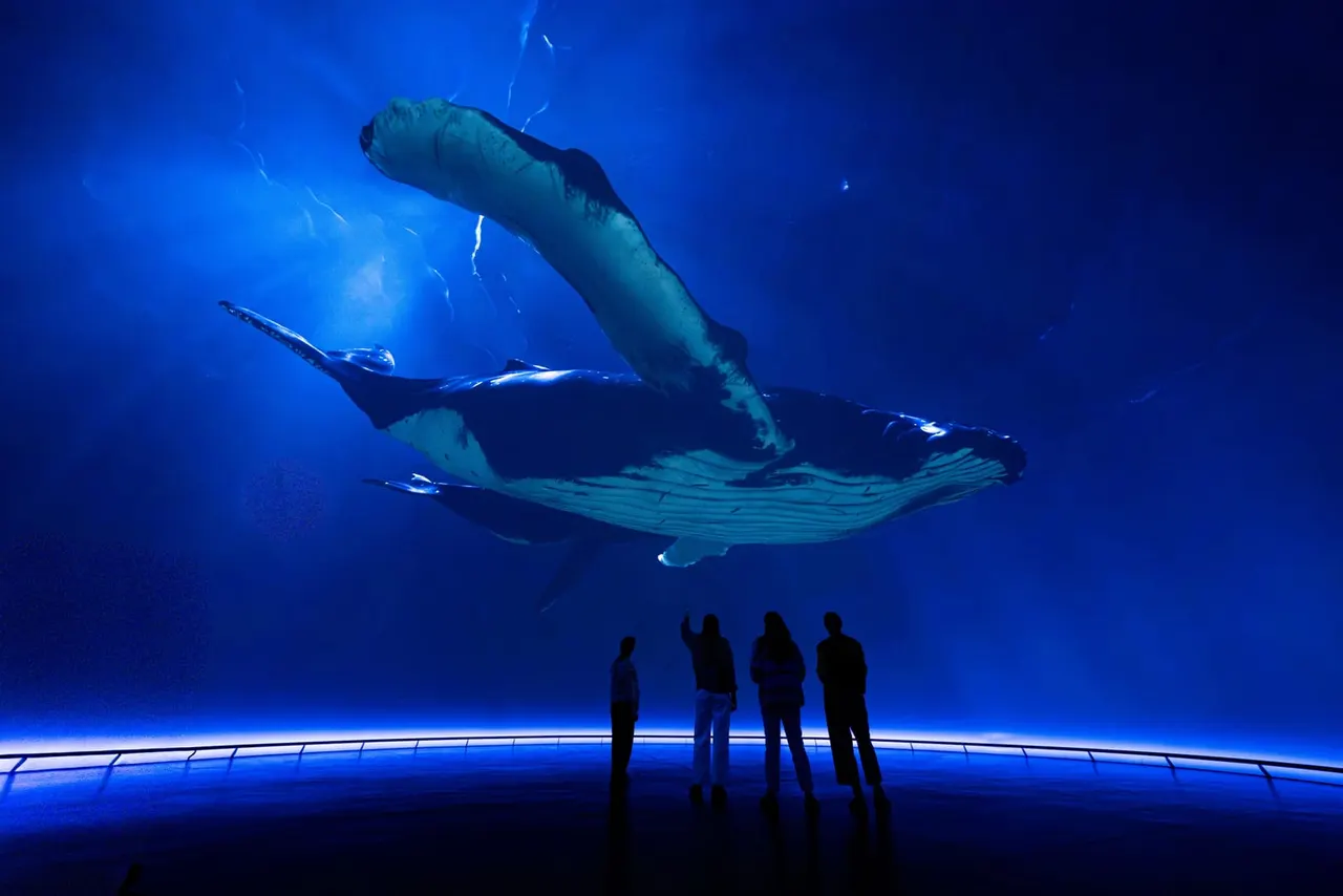 Visitors observe a large whale swimming overhead in an aquarium tank lit with blue underwater lighting.