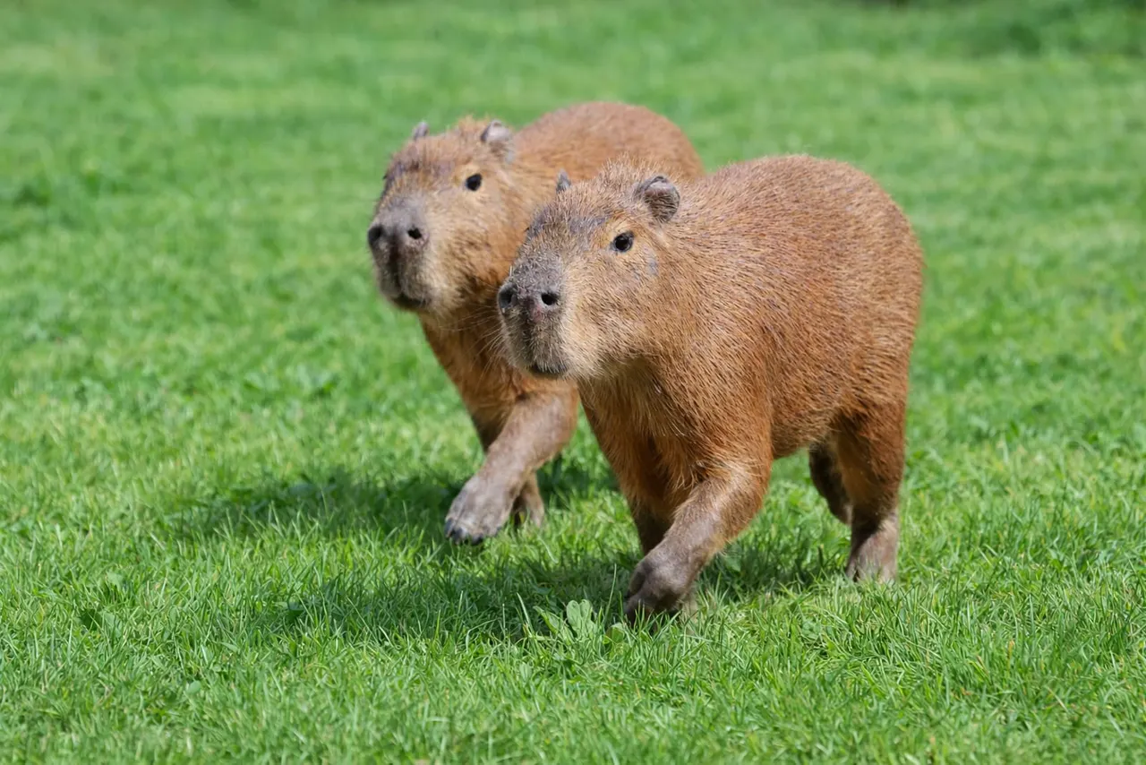 Two capybaras walking across a grassy field.