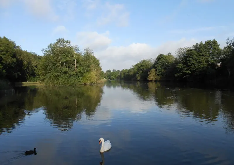 A white swan and dark waterfowl on a calm river lined with green trees under blue sky.