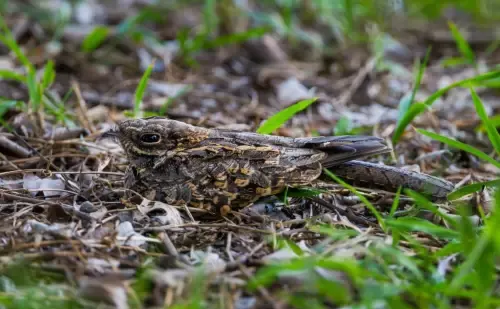 A camouflaged ground-dwelling bird rests on leaf litter and grass.