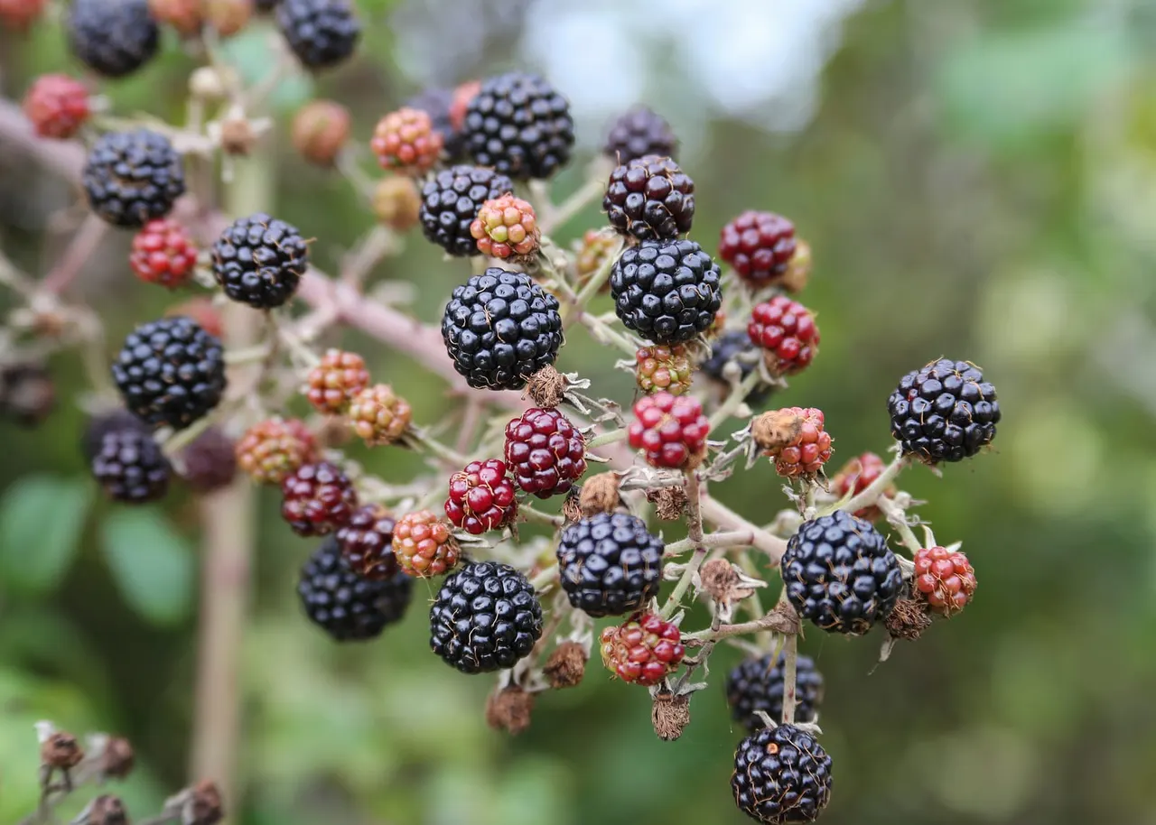 Blackberries in various stages of ripeness on thorny branches against a blurred green background.