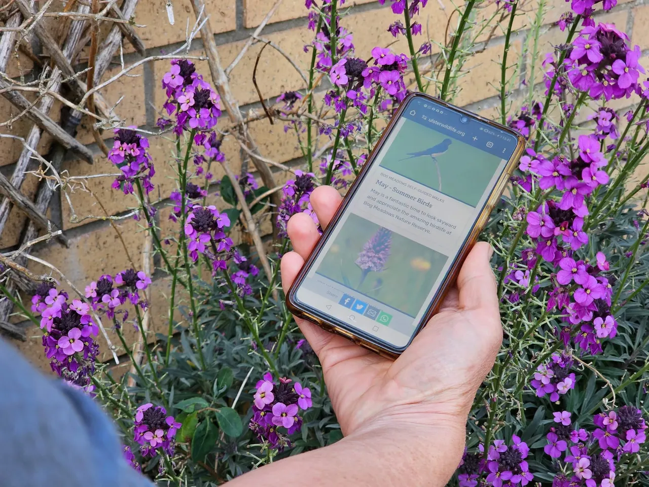 Person holding smartphone displaying nature reserve information amongst purple flowers.