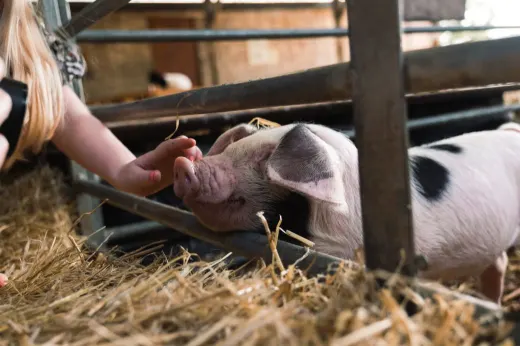 Child's hand feeding a goat in a wooden pen with straw bedding.