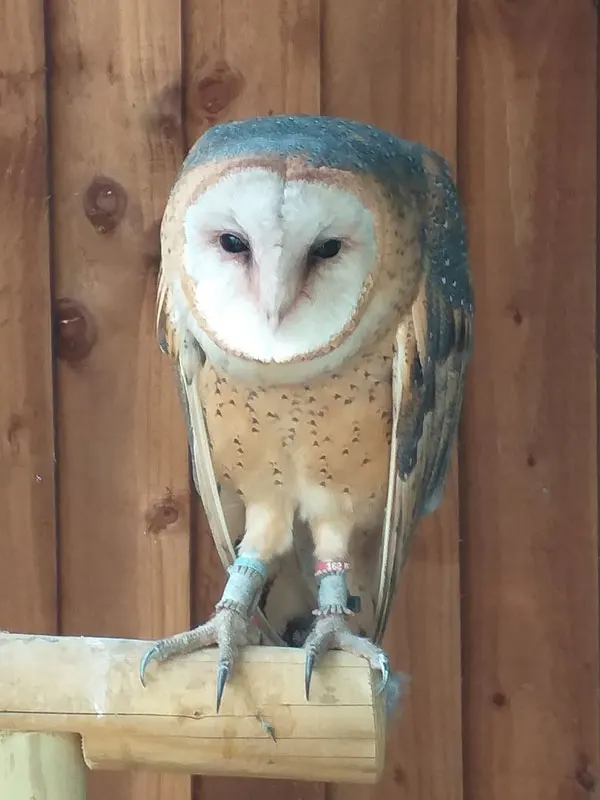 Barn owl perched on a wooden stand against a wooden wall background.