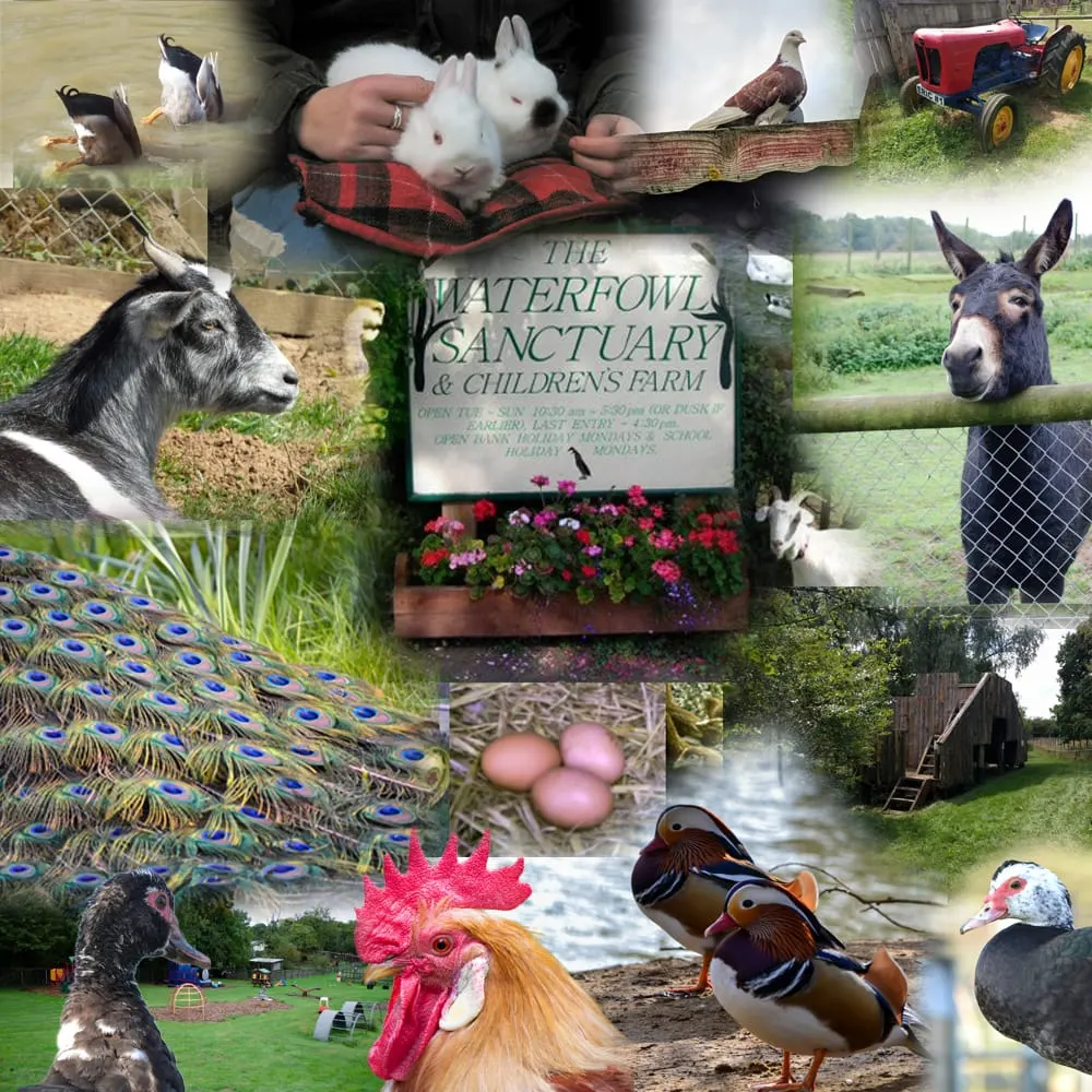 Waterfowl Sanctuary & Childrens Farm
