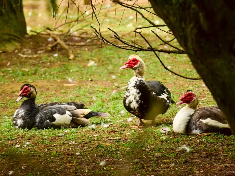 Three ducks with red heads and white and black plumage resting on mossy ground beneath overhanging branches.