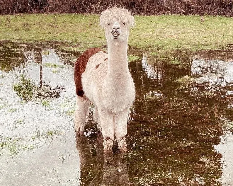 White alpaca with brown saddle blanket standing in muddy water in a pasture.