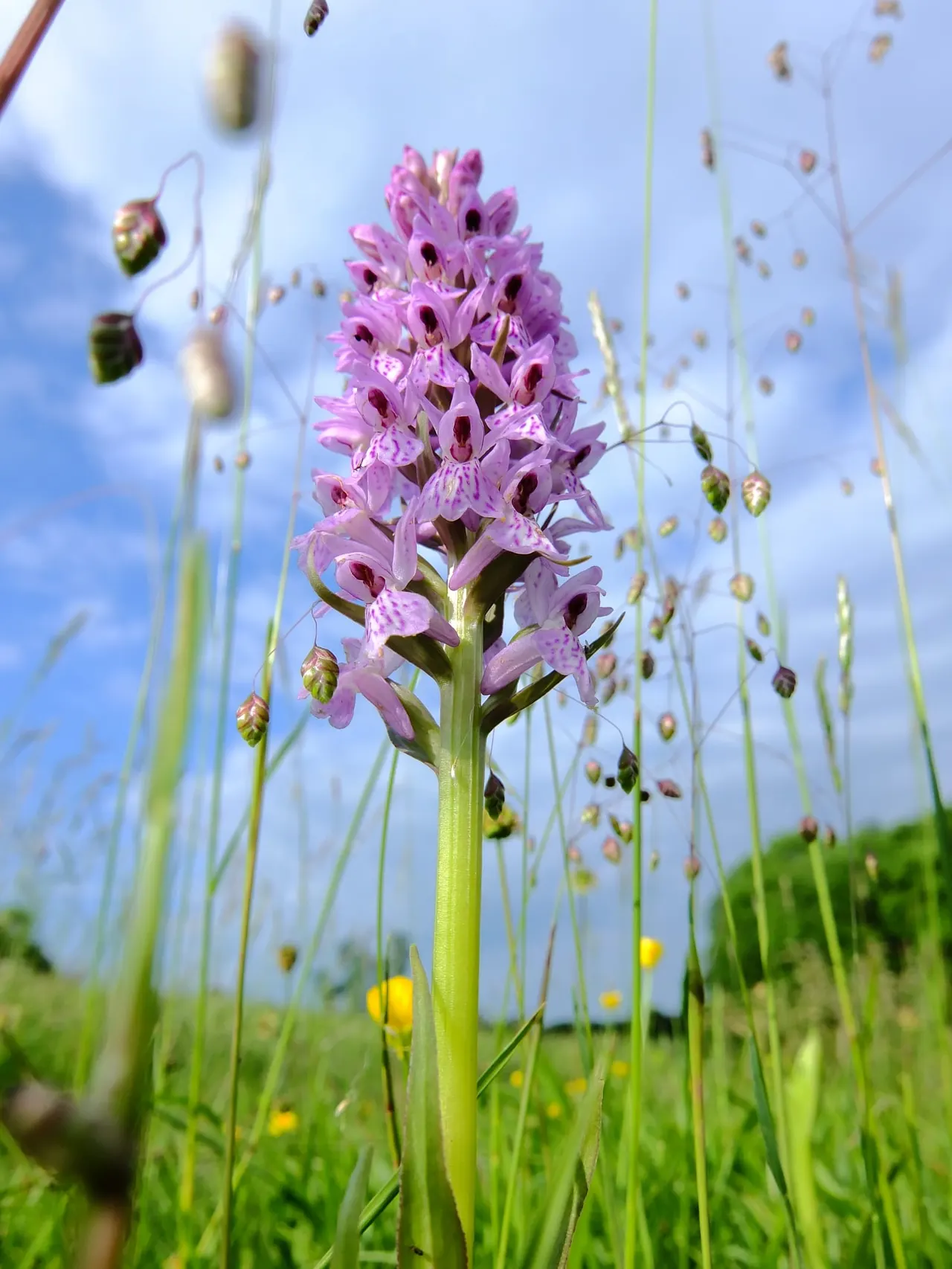 Close-up of a pink orchid flowering amongst grass and seed heads in a meadow under blue sky.