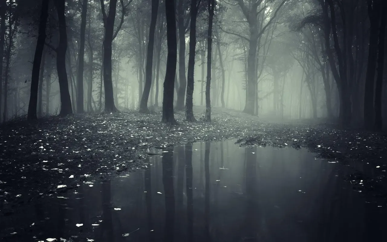 Misty woodland path with tall trees lining both sides and a still pool of water reflecting the trees in the foreground.