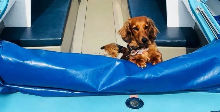 A golden retriever and small dog peering over the edge of a blue inflatable boat.