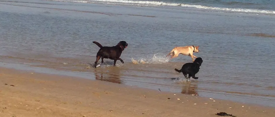 Three dogs playing in the shallow water and surf at a sandy beach.