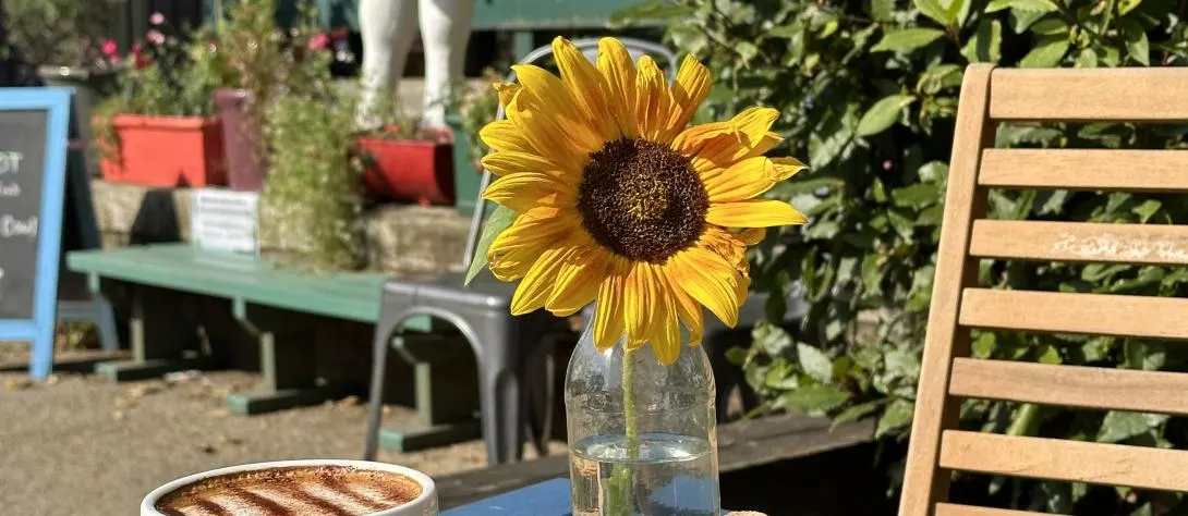 A sunflower in a glass bottle next to a latte at a sunny outdoor seating area surrounded by colourful planters and greenery.
