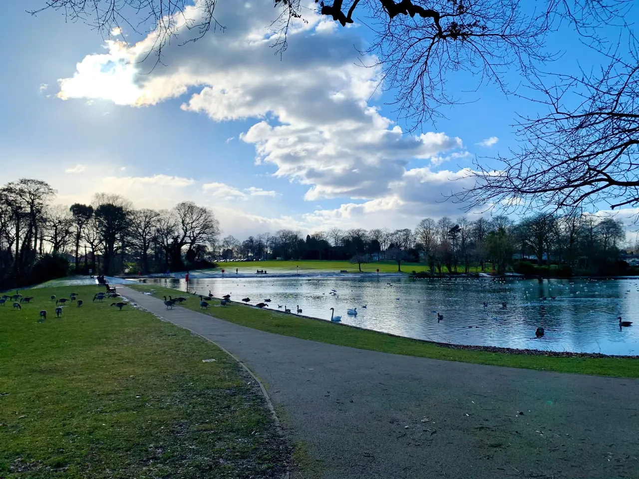 Park lake with waterfowl, paved pathway, grassy banks and bare trees under blue sky with white clouds.
