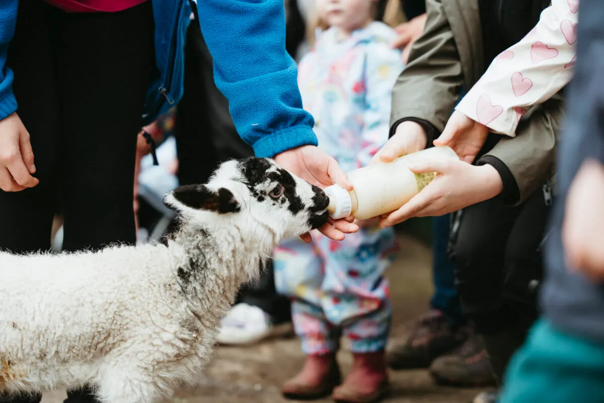 Children feeding a black and white farm animal from a bottle, surrounded by adults and other visitors.