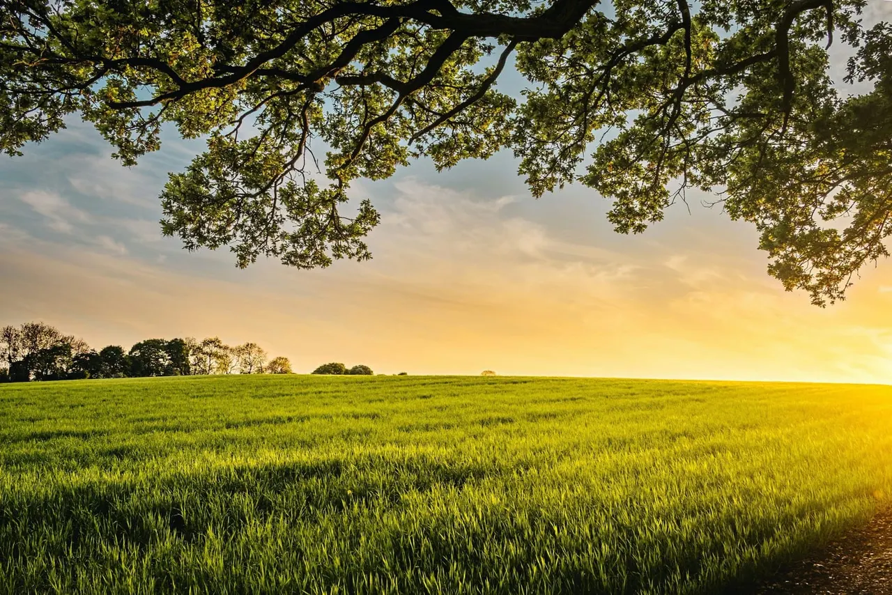Open countryside with expansive green field beneath large overhanging tree branches at sunset or sunrise.